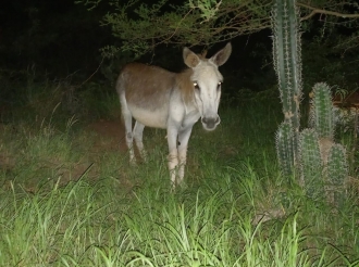 Burico cu a sali via di buraco a ser haya bek