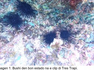Presencia di un malesa mortal di bushi raporta pa Aruba