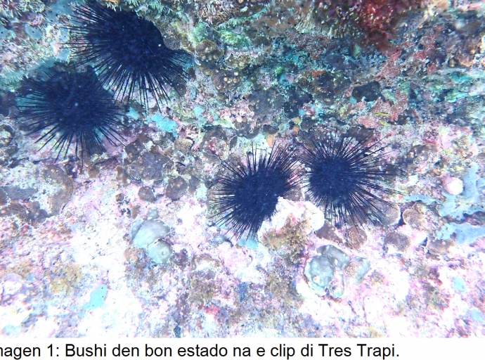 Presencia di un malesa mortal di bushi raporta pa Aruba
