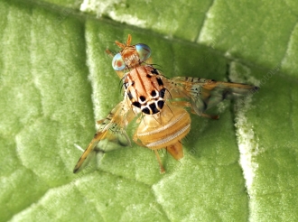 Ainda tin molester di Musca di Fruta na Aruba