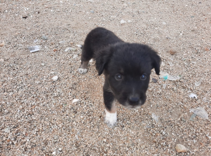 Hende a bay benta dos puppy atras riba sero na Cas Ariba