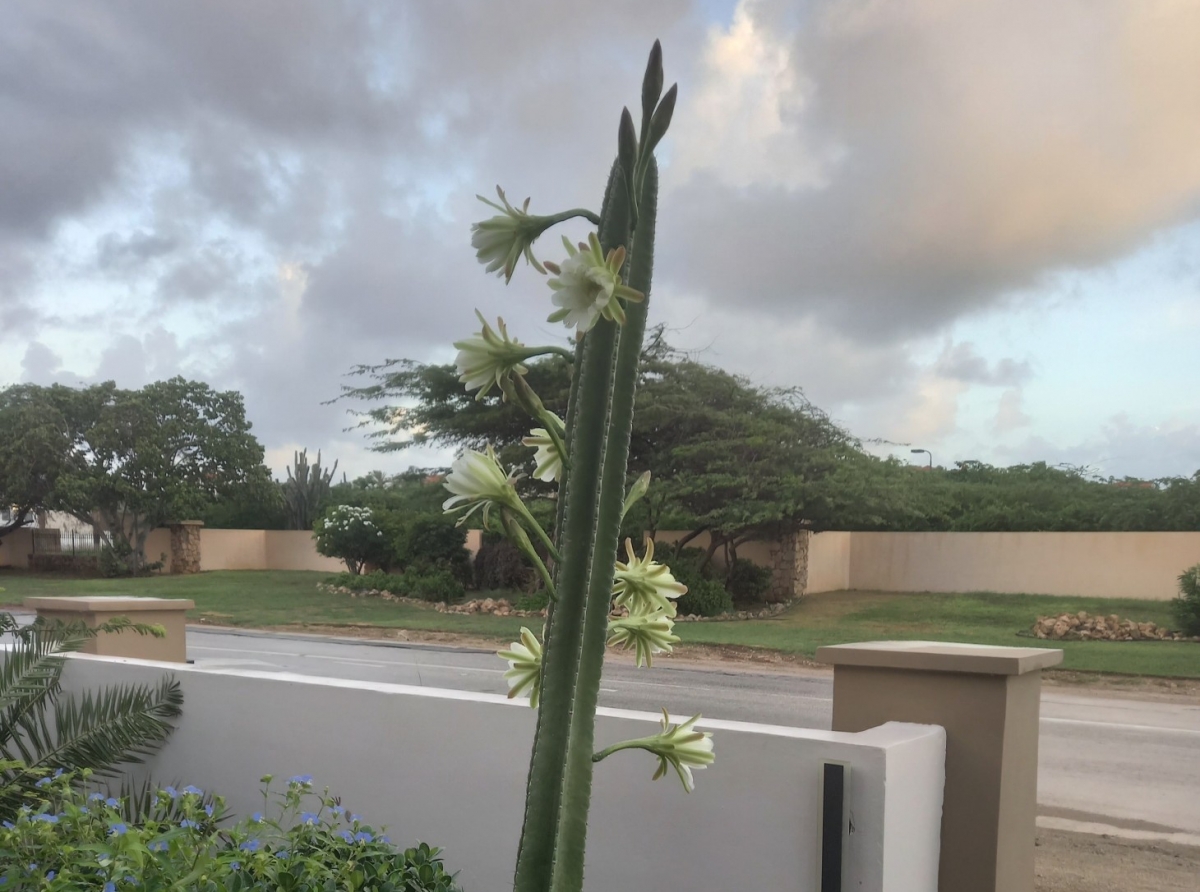 Dama di Anochi a floria e dianan aki