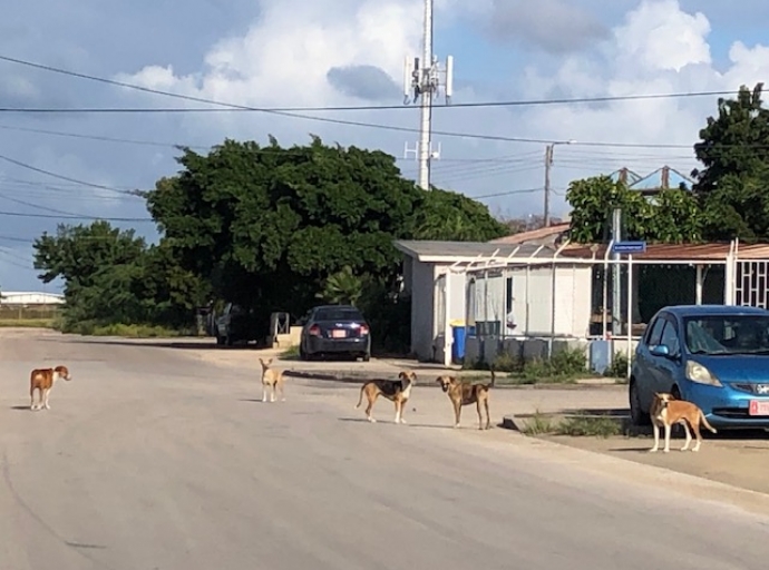 Cachonan di Dump a ataca homber riba bicicleta na Simeon Antonio