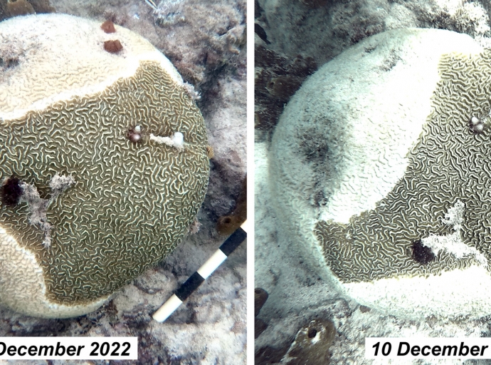 Malesa di coral cu progreso rapido na Aruba