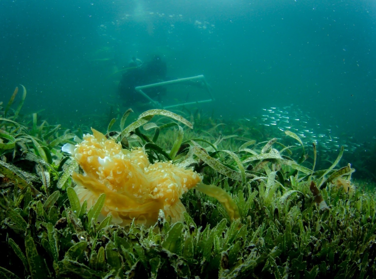 Yerba invasivo di lama ta pushando un tipo di jellyfish di islanan ABC pa busca otro lugar