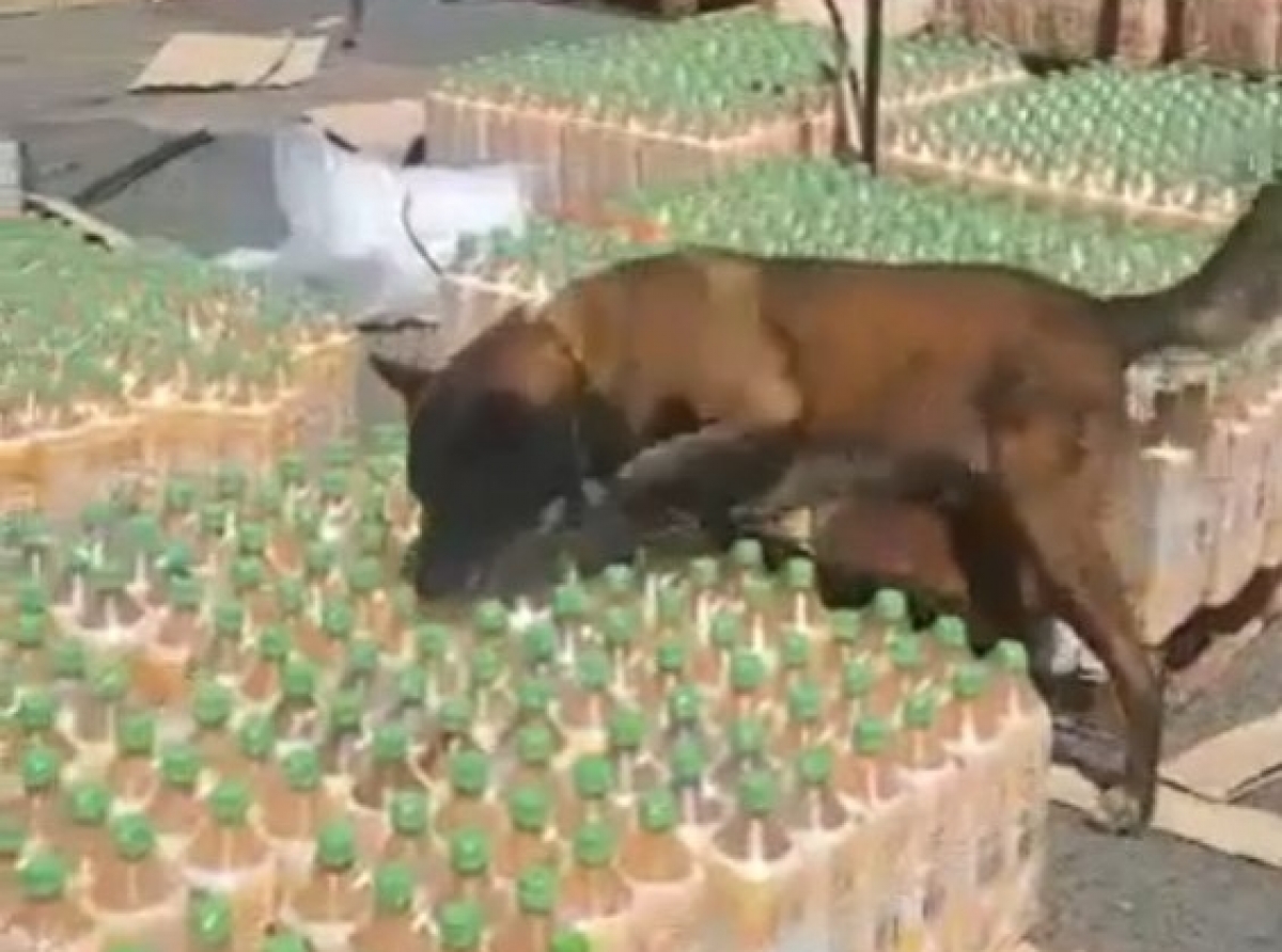 Cargamento di 874 kilo di cocaina confisca na Barranquilla