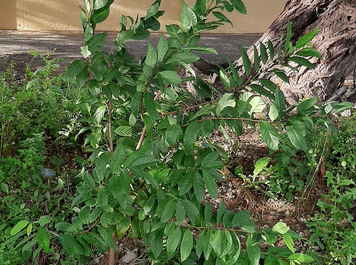 Annona squamosa, Scopapel ta crece den naturalesa di Aruba