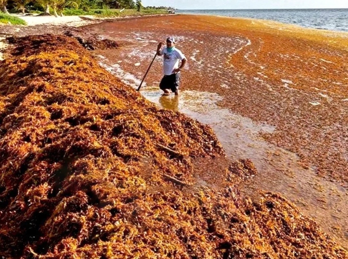 Gobierno Dominicano cu donacion di 1 miyon Dollar pa Universidadnan investiga Sargassum