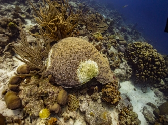 Malesa di coral altamente contagioso a plama masha lihe den henter e region di Caribe