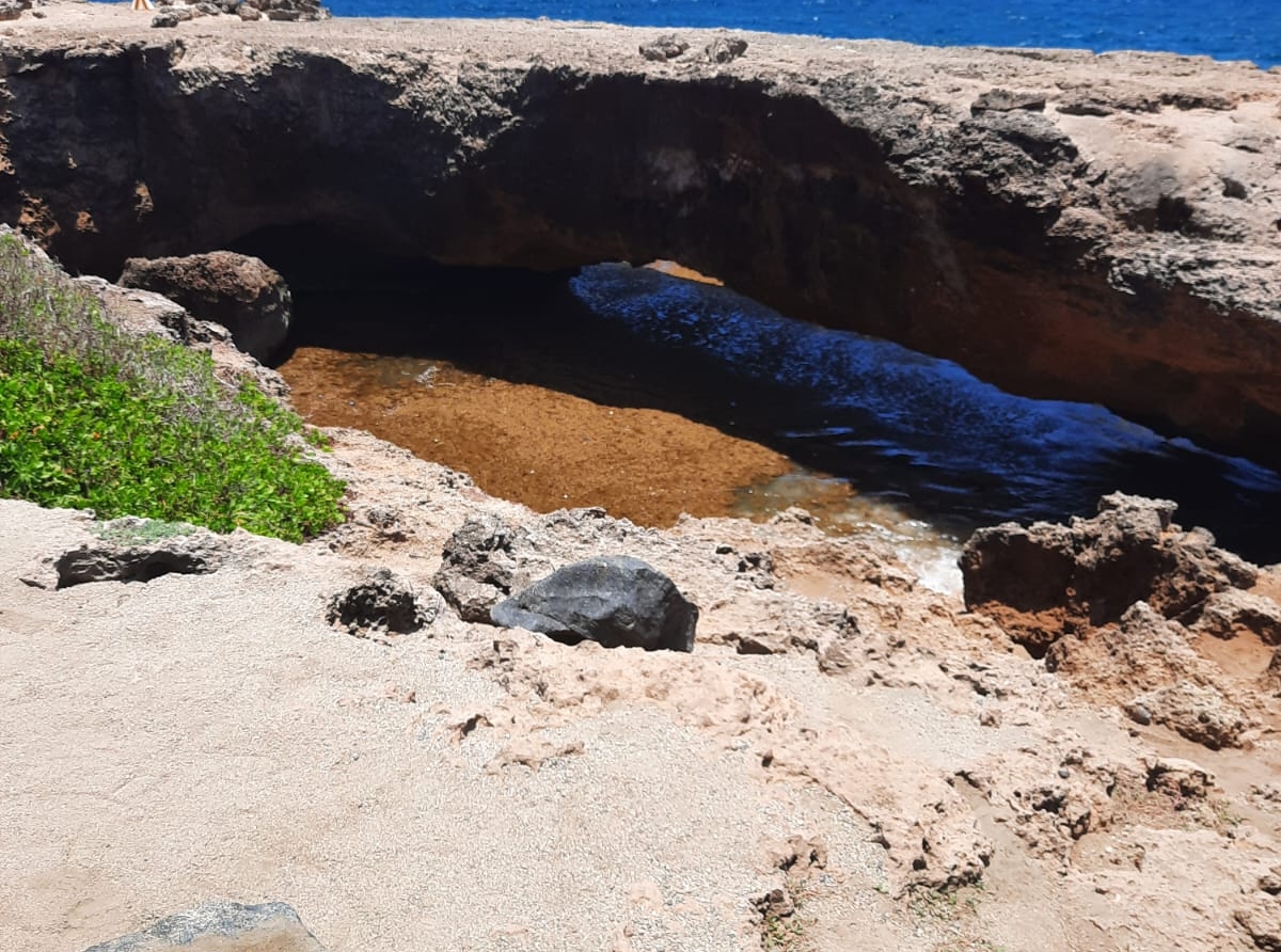 Por mira Sargassum ta drief na costa nort di Aruba