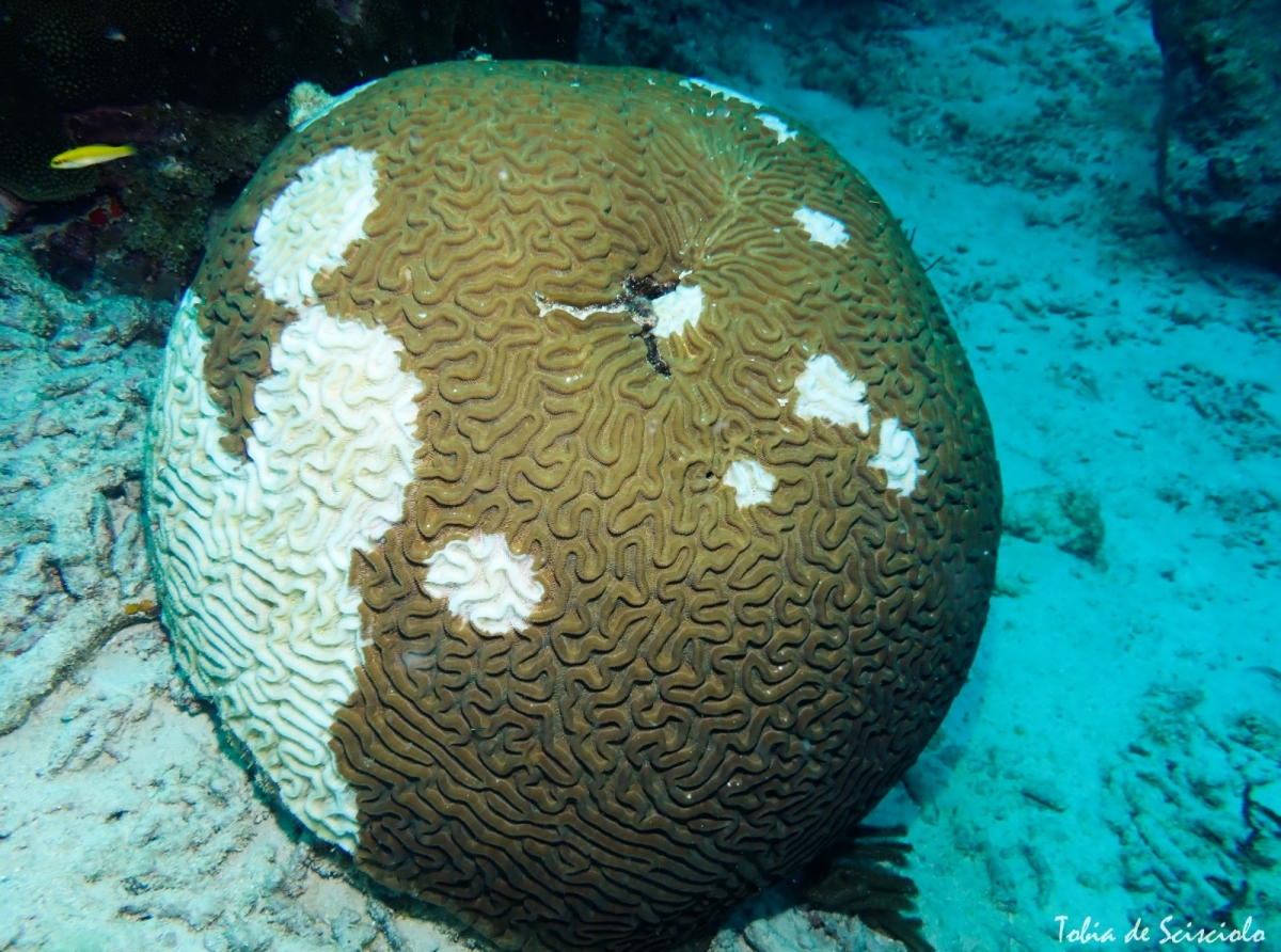 Hunto cu Directie Natuur en Milieu a traha un plan pa atende cu malesa di coral na Aruba