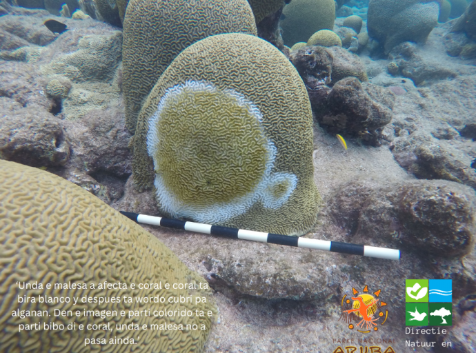 Malesa di coral 'Stony Coral Tissue Loss Disease' ta na Aruba