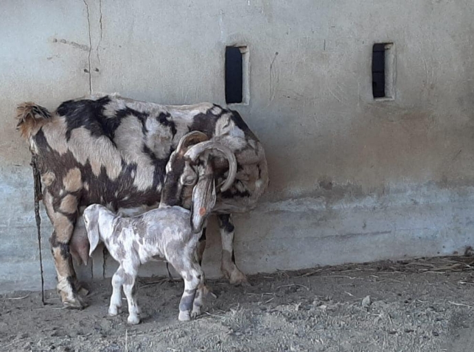 Santa Rosa ta mustra riba e importancia di ta bon prepara ora di bira criado di bestia