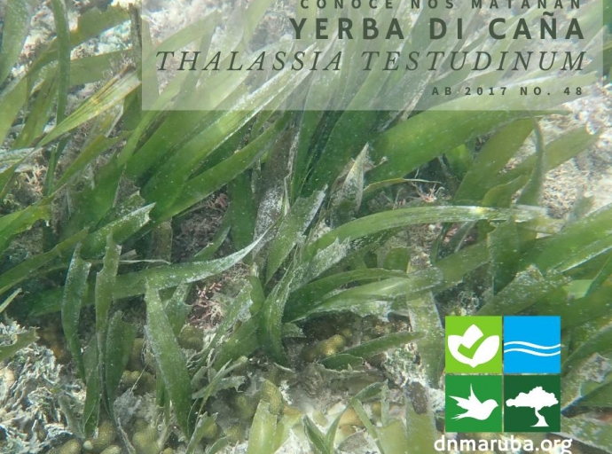 Pradonan di yerba di Lama manera e Yerba di Caña ta di importancia pa nos ecosistema