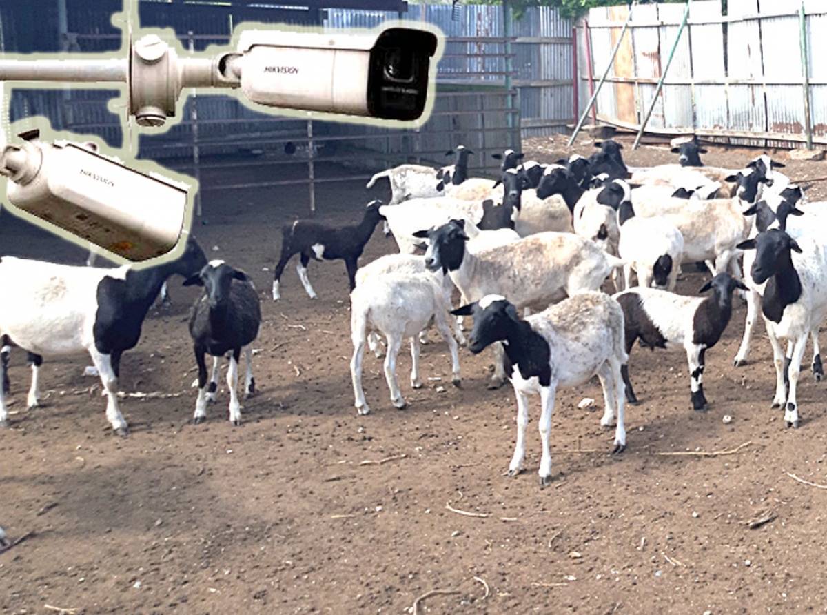 Criadornan di cabrito awor tin Security Video Camera