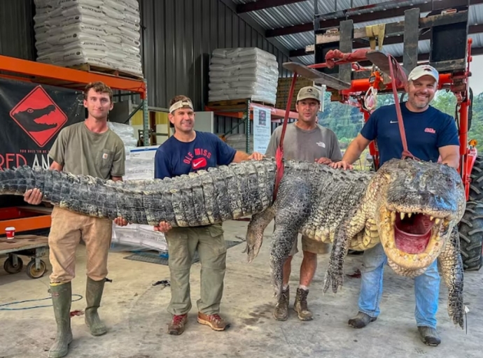 Un monster di Cayman di mas di 4 meter captura na Mississippi