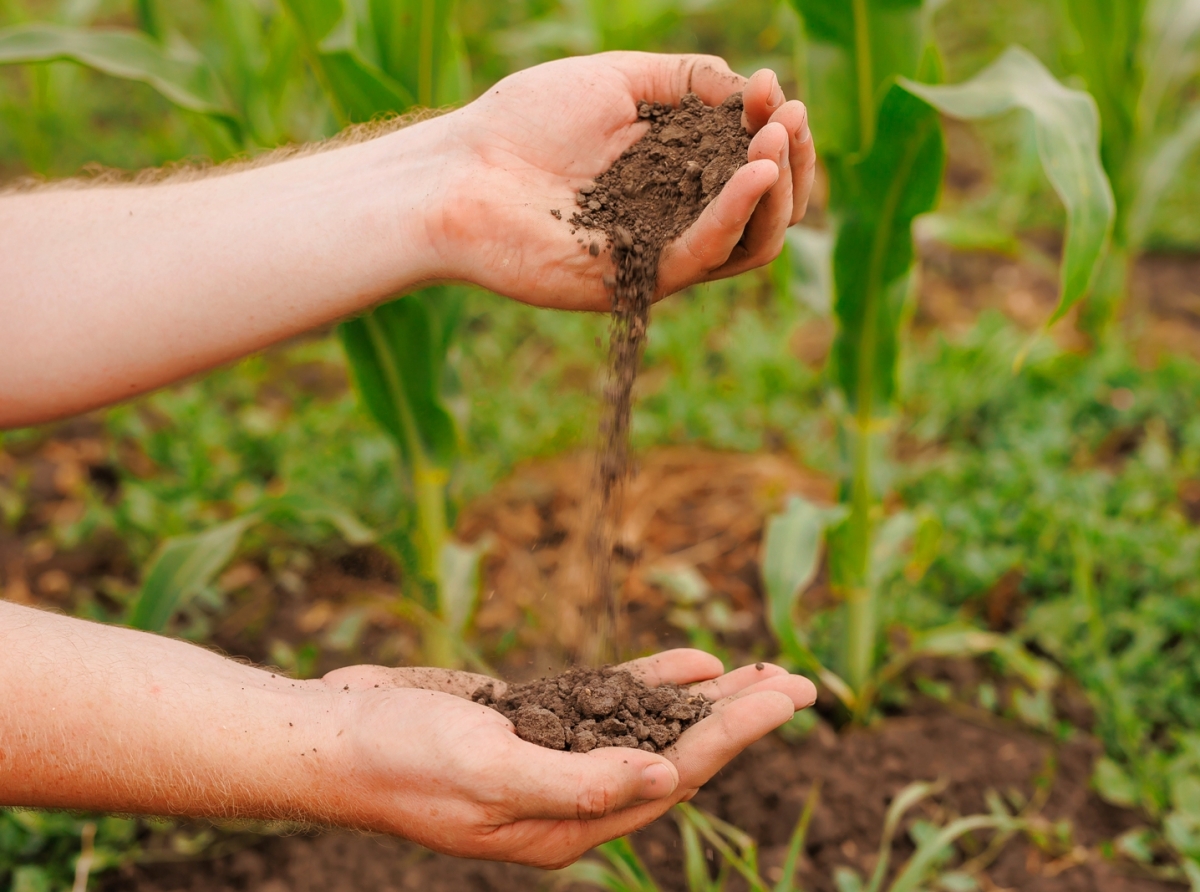 Campaña di 'Syntropic Agroforestry' pa inculca balor di Sector Primario na scolnan basico