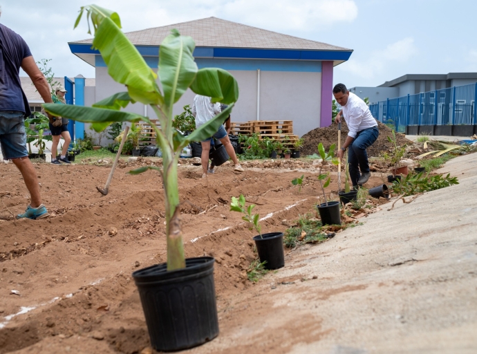 Corda registra pa Proyecto Piloto di Agroforesteria Sintropico pa Scolnan Basico