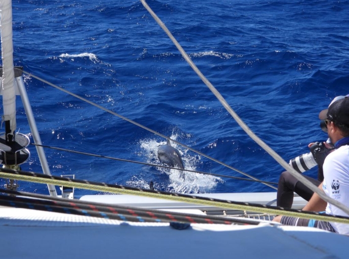 Prome expedicion tocante bayena y dolfijn na e islanan ABC