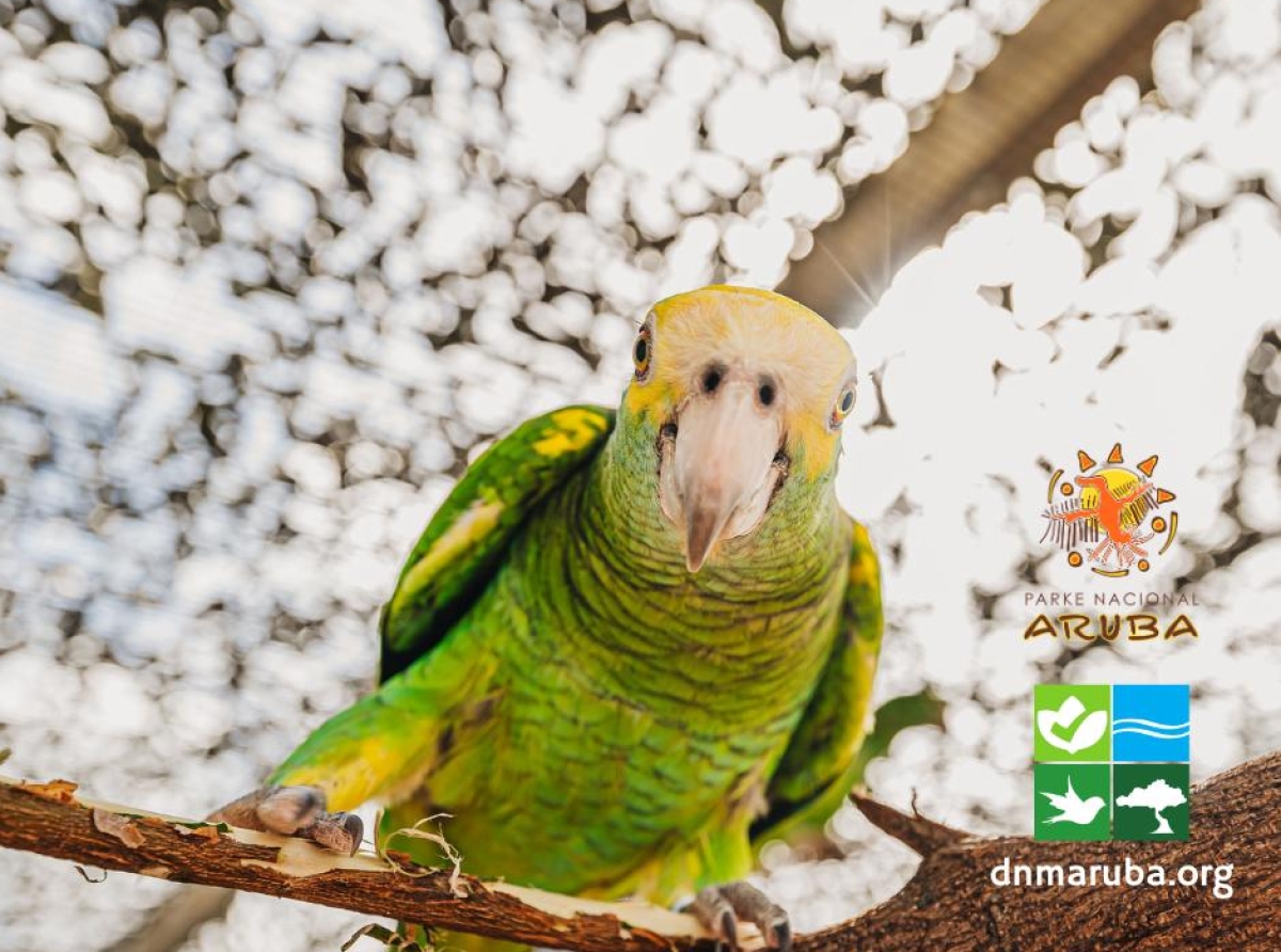 Aruba ta reintroduci e parha protegi pa ley bescherming inheemse flora en fauna desde 2017