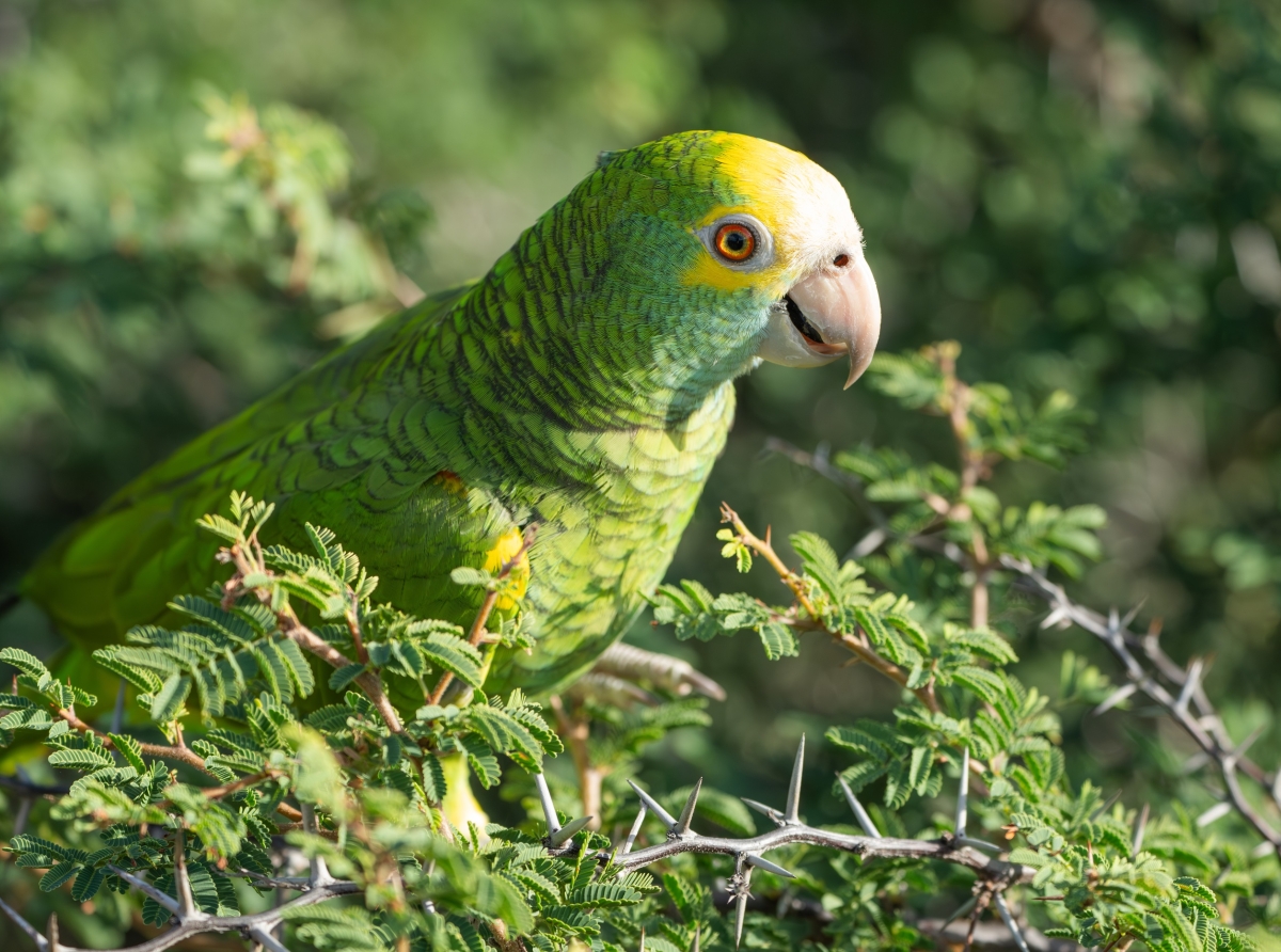 E prome lora 'Yellow-Shouldered Amazon' cu tabata extinto ta bulando bek den naturalesa di Aruba