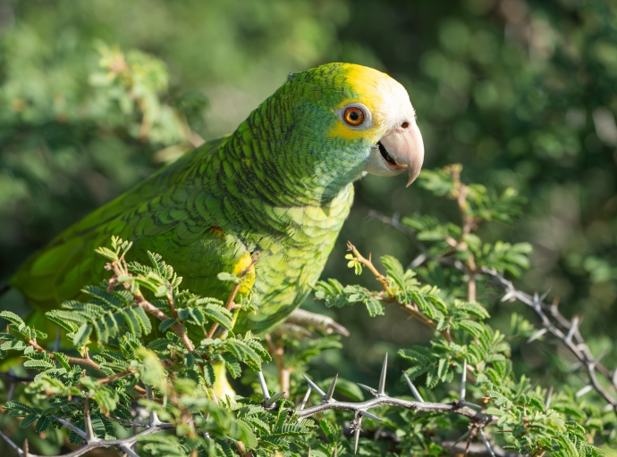 E prome lora 'Yellow-Shouldered Amazon' cu tabata extinto ta bulando bek den naturalesa di Aruba