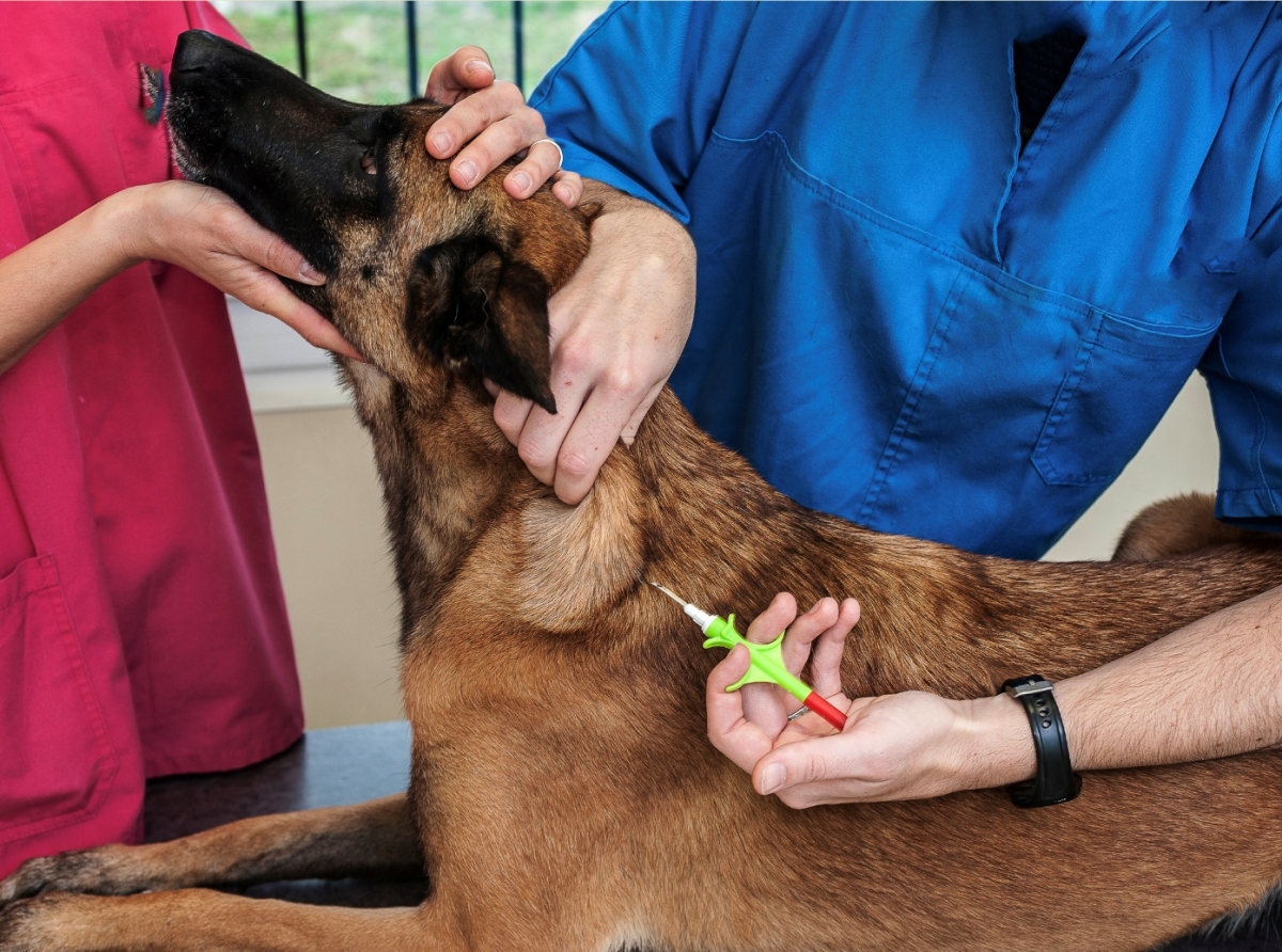 Den luna di Januari por busca un Microchip pa bo Mascota