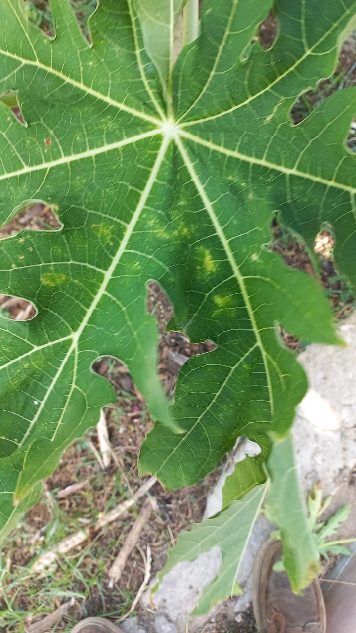 Haci control di Pispis pa e no causa daño na bo mata di Papaya