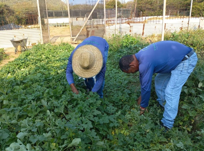 Un cosecha di Comcomber chikito logra na Santa Rosa