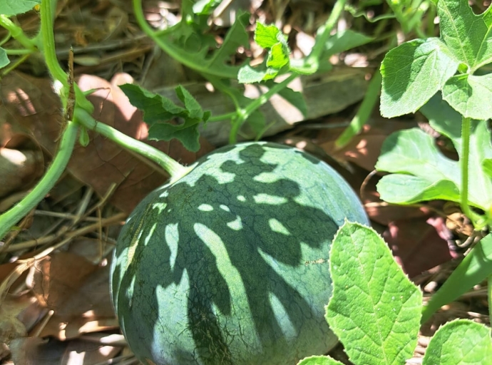 Ya caba hardin di Scol Basico Washington produciendo berdura