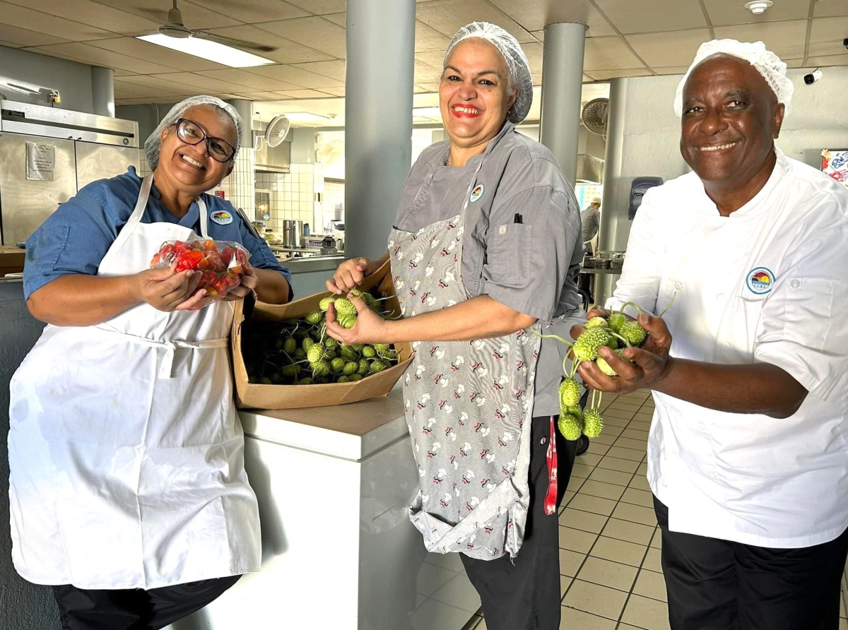 Algun comcomber chikito cultiva na Santa Rosa entrega na Cas pa nos Grandinan