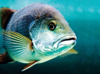 Diasabra awor tin competencia pa pesca di Carañito