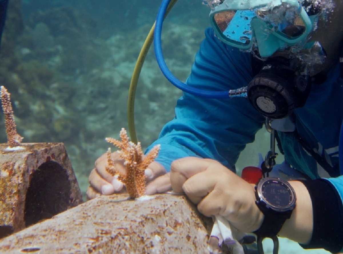 Anochi informativo pa yuda restaura ambiente marino di Aruba