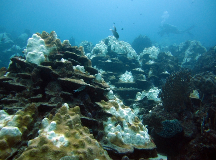 E detecta rond mundo con Coralnan atrobe a cuminsa blikia