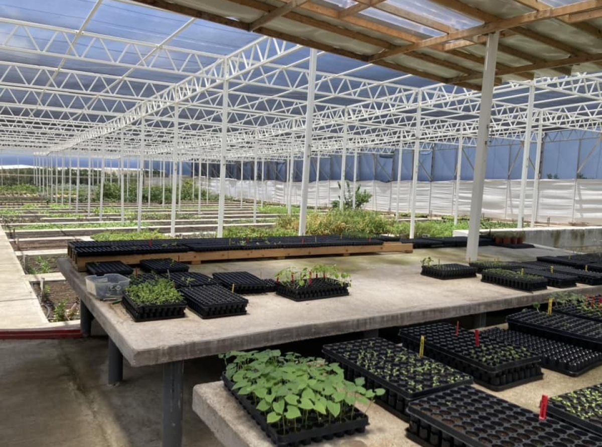 Hotel na St. Eustatius tin su propio greenhouse pa produci berdura y specerij