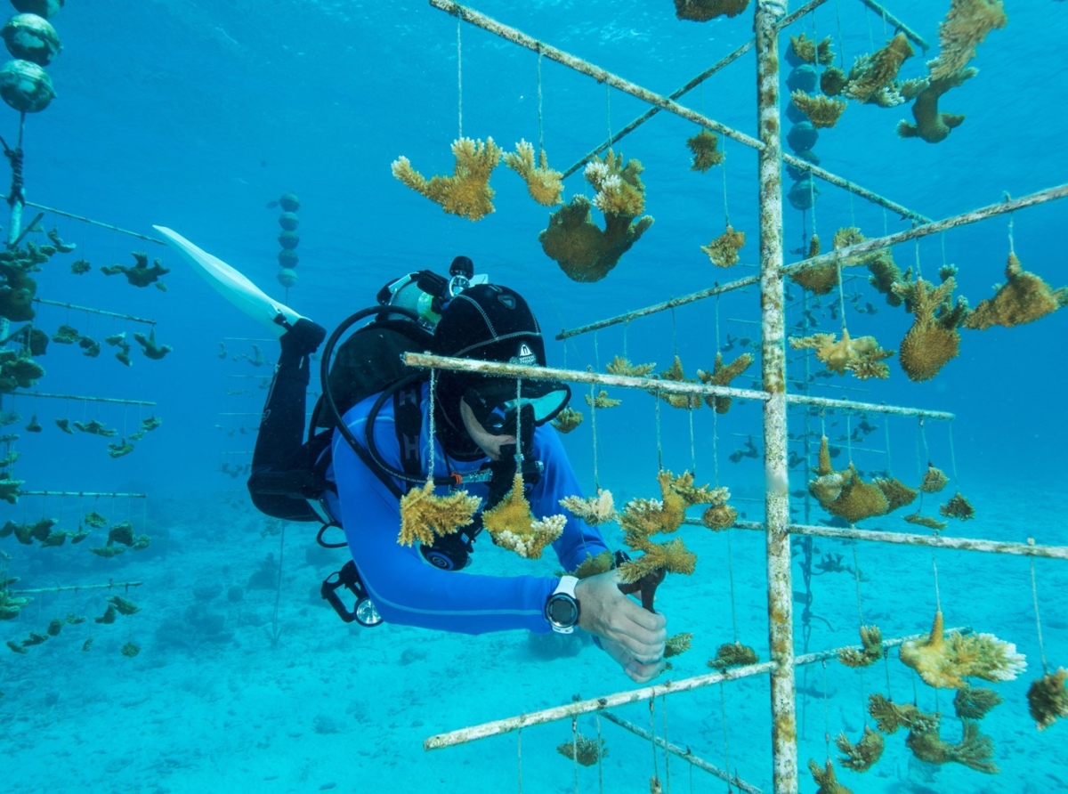 Siguiente Tayer di Restauracion di Rif na Bonaire ta otro siman