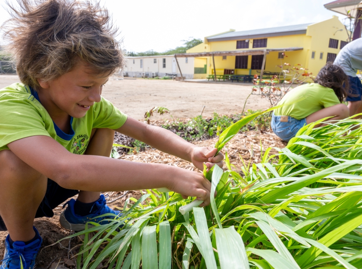 Ta trahando pa otro Aña Escolar instala mas hardin di alimentacion tambe na scolnan secundario 