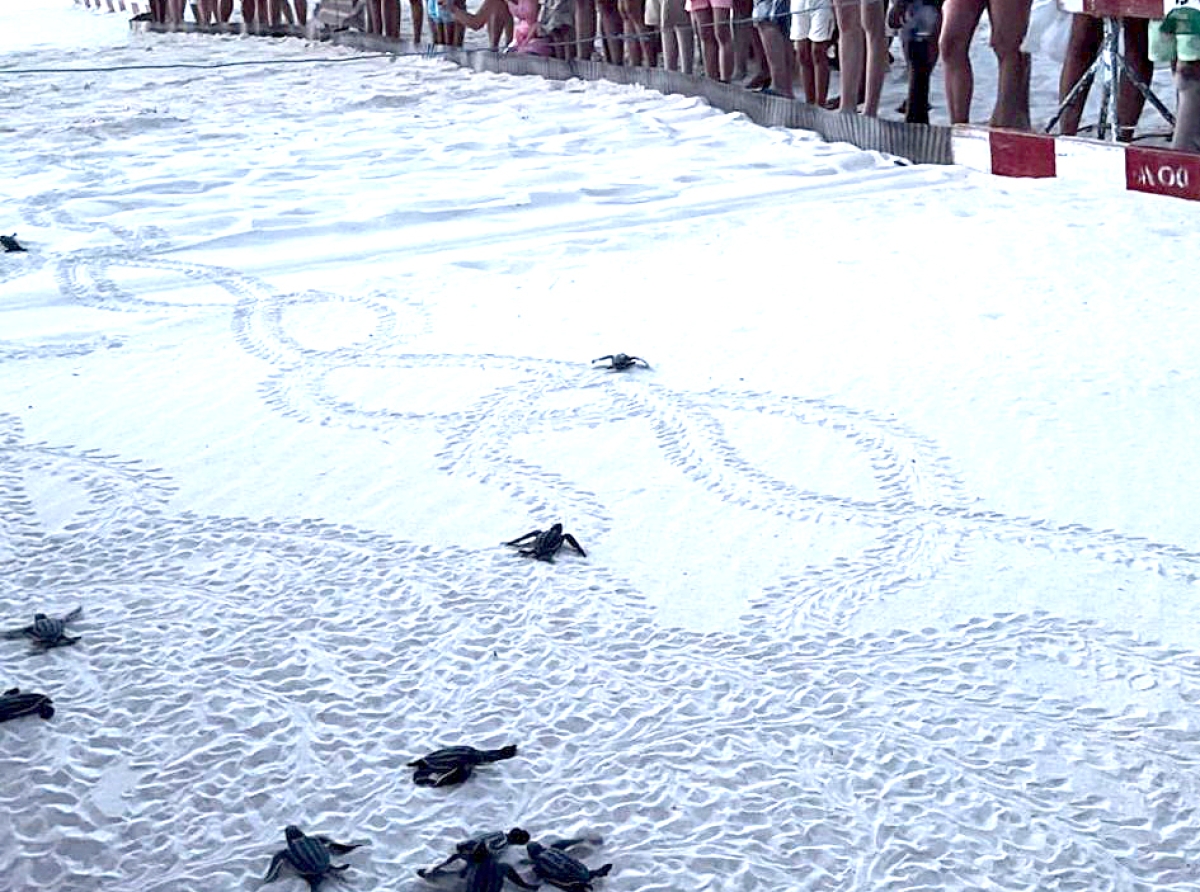 Turista y localnan a keda emociona pa presencia nacemento di turtuganan riba beach