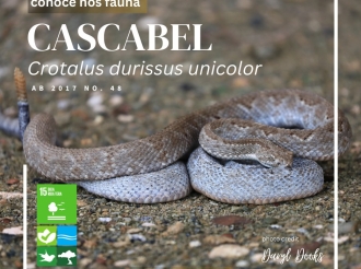 E cascabel ta e unico colebra venenoso cu ta haya aki na Aruba