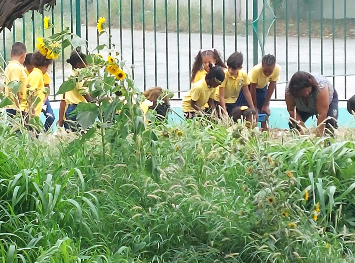 Fenomenal cosecha di fruta y berdura na Pius X School