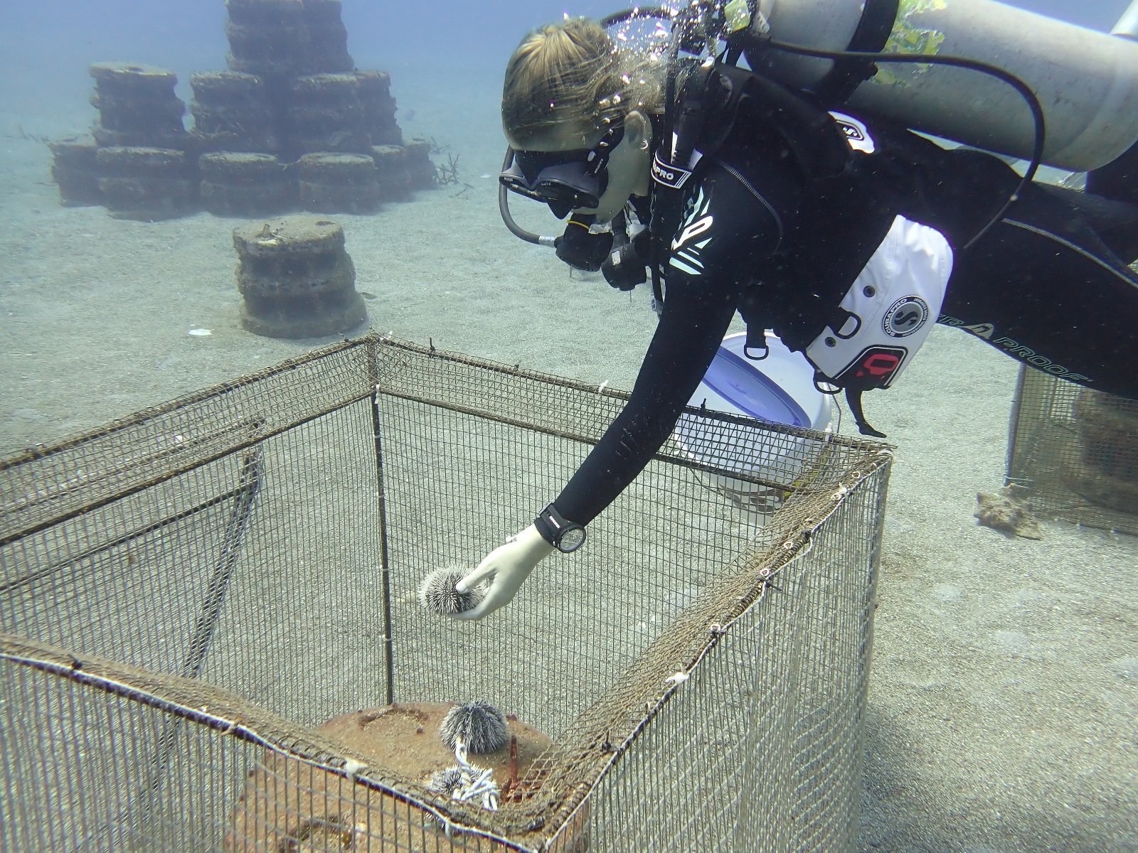 ReefGrazers ta contribui na restauracion di coral y pesca sostenibel