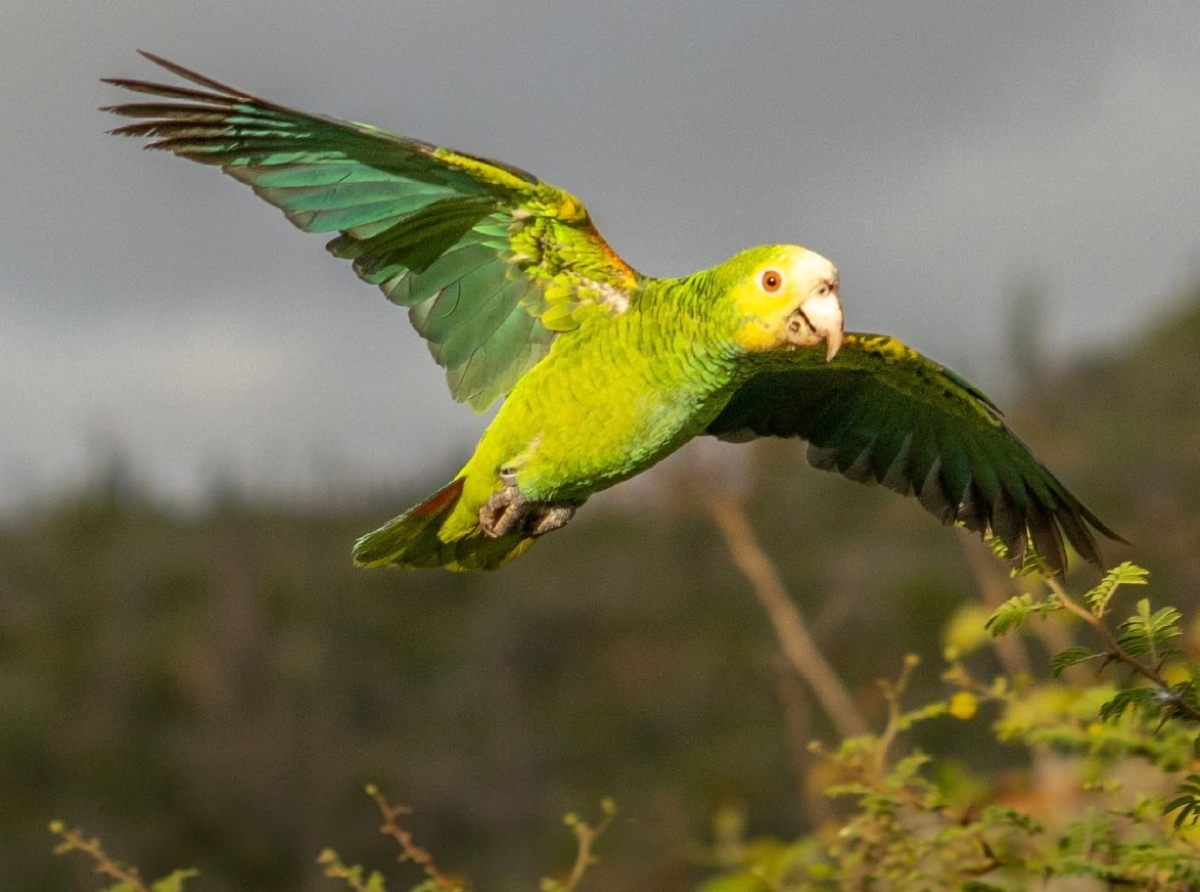 Anochi di update pa splica con ta bayendo cu reintroduccion di Lora   