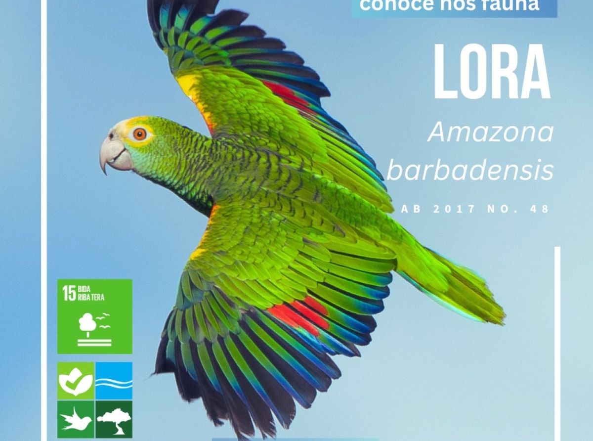 Lora ta e parha cu a bay den extincion na Aruba y a keda reintroduci na januari 2024