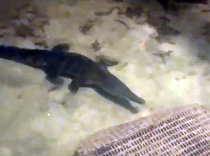 E reptil cu a ser mira na Bonaire ta un especie di ‘Saltwater Crocodile’