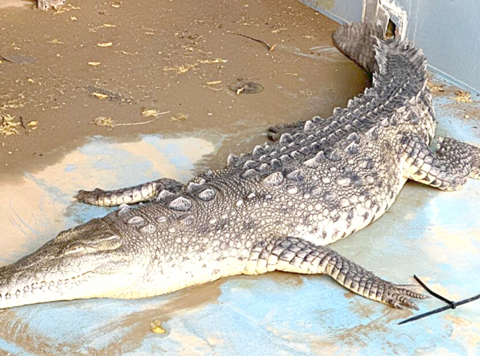 Crocodil di Bonaire identifica oficialmente como ‘American Crocodile’ a muri