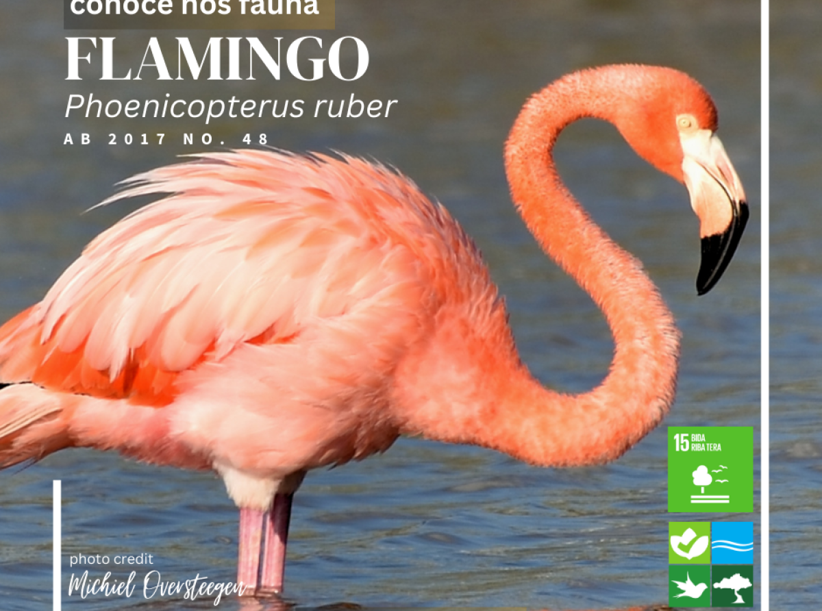 Haya sa mas di e 'American Flamingo'