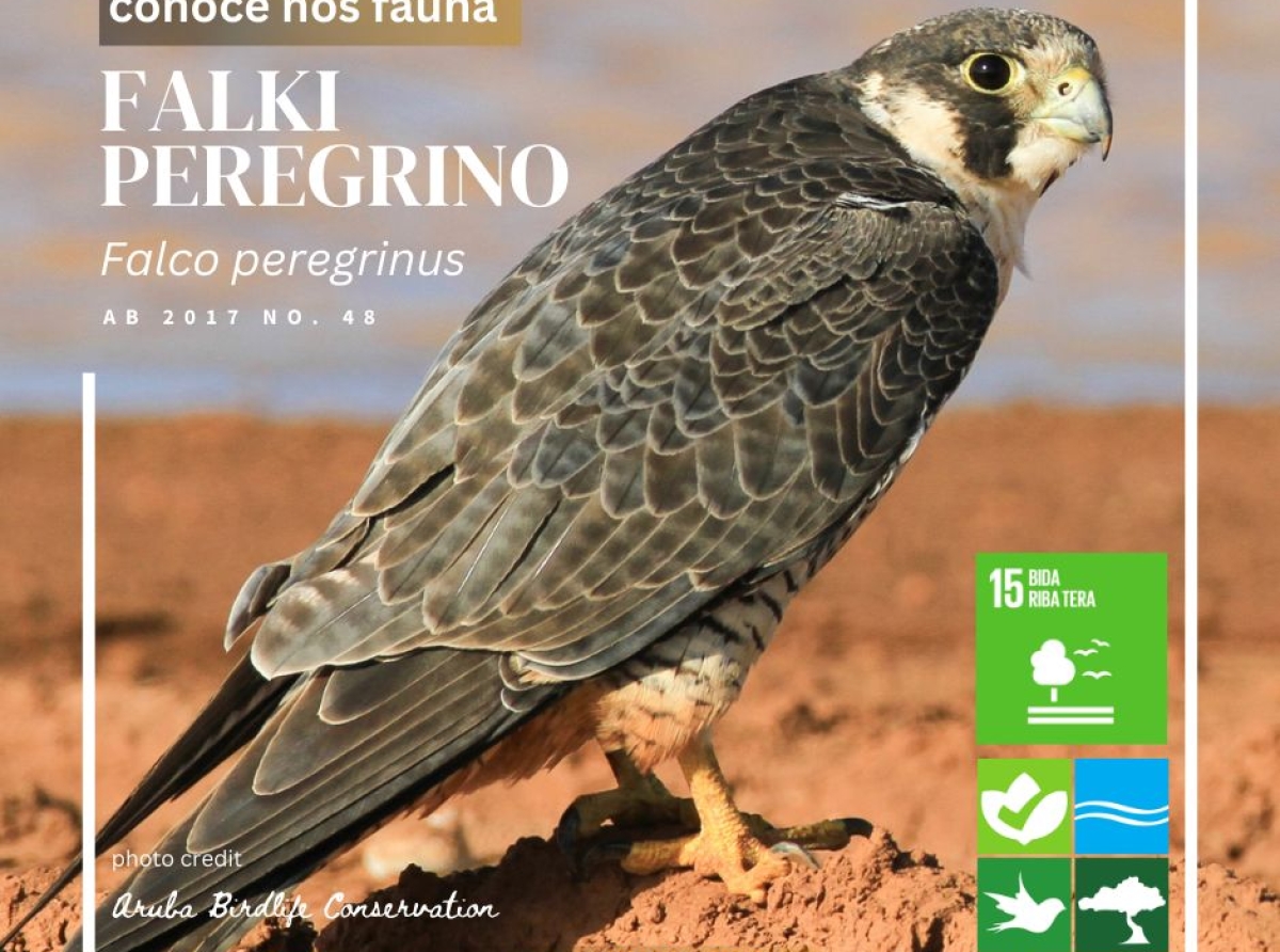 E falki peregrino ta un di e animalnan di mas lihe na mundo