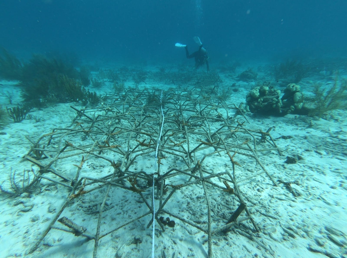 Conservacion di naturalesa na fondo di lama ta sigui