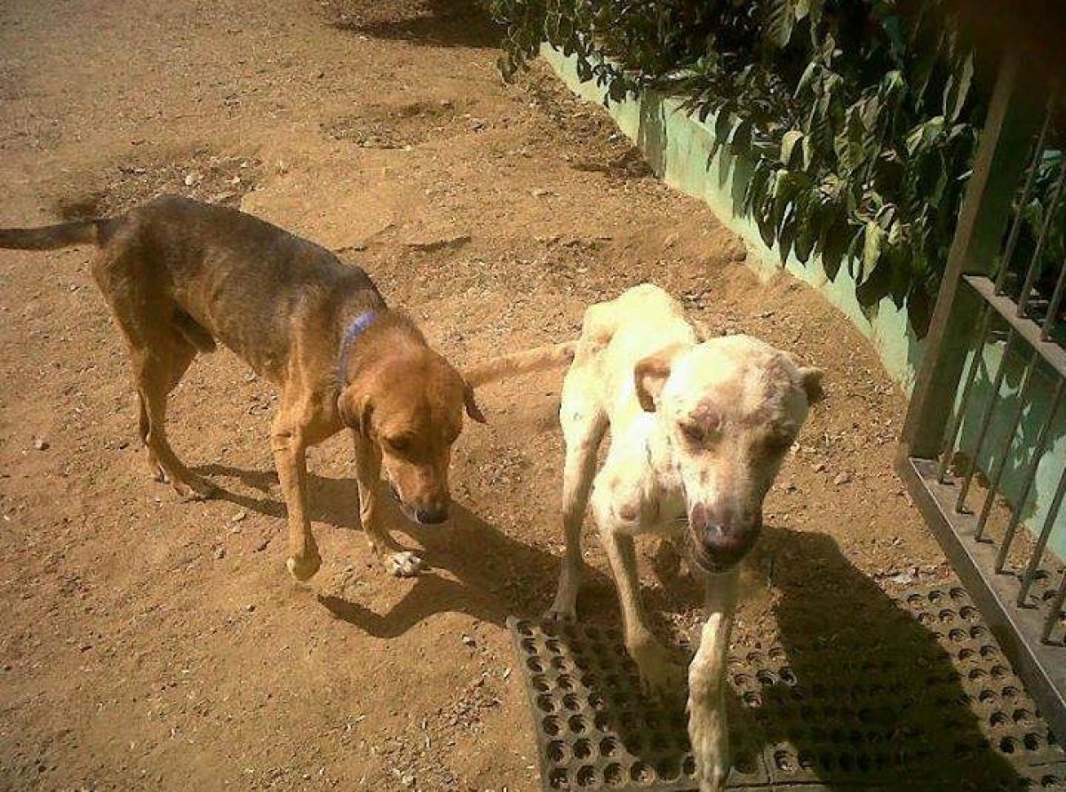 Cuida di bo mascota y animalnan ariba caya durante e temporada di fiesta ta un acto di amor y responsabilidad