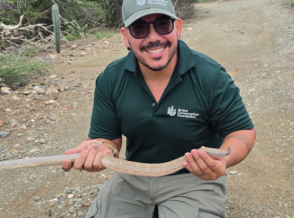 Aruba Conservation Foundation a cuminsa cu un sondeo riba populacion di Cascabel